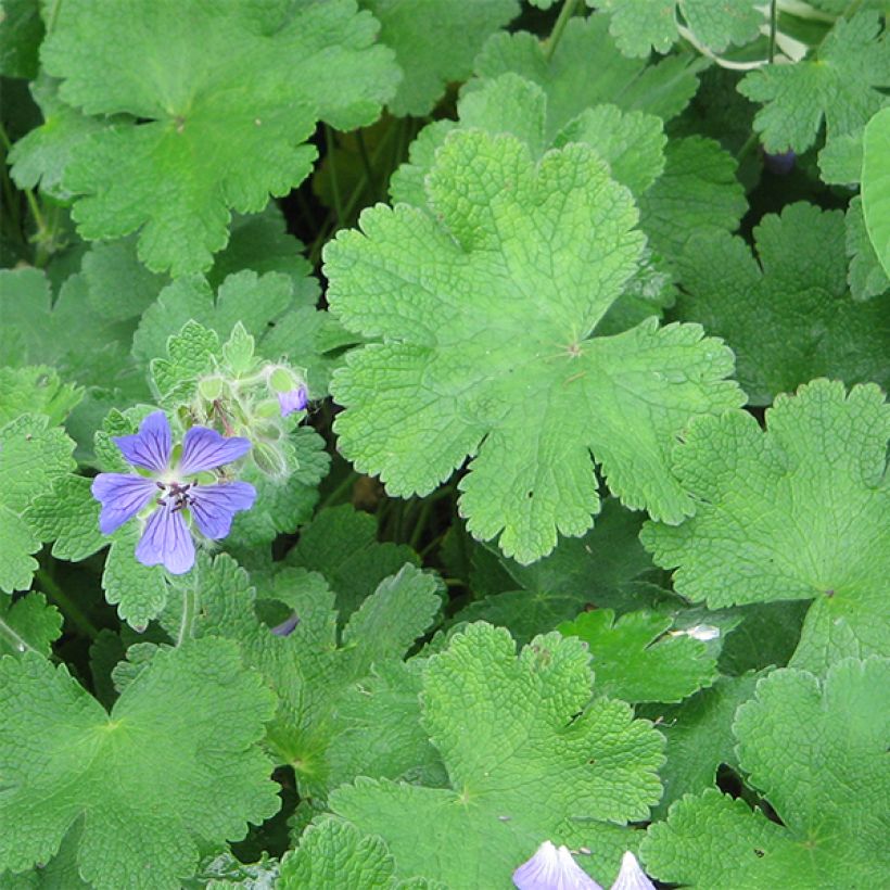 Géranium vivace Philippe Vapelle (Foliage)