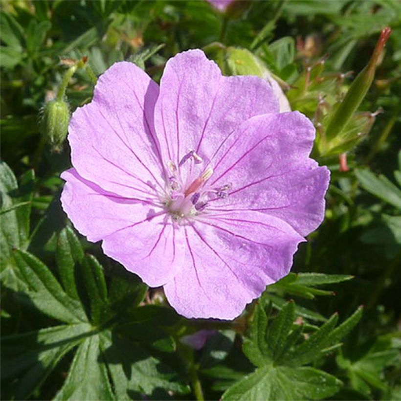 Géranium vivace sanguineum Elsbeth (Flowering)