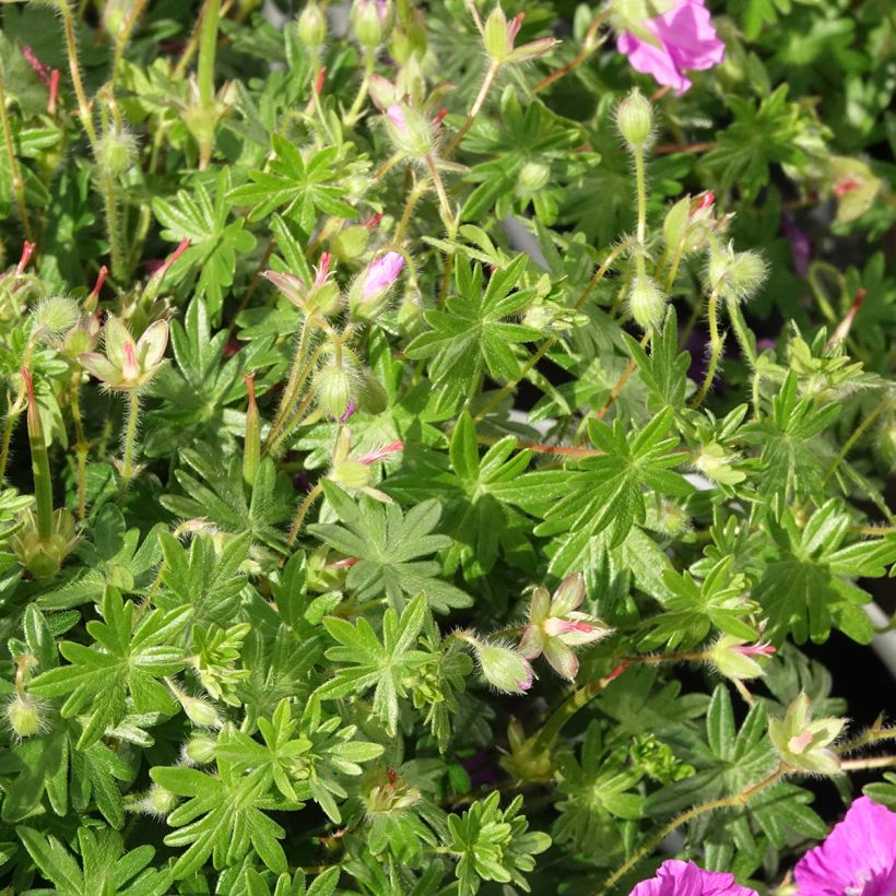 Géranium vivace sanguineum Frivolius Purple (Foliage)