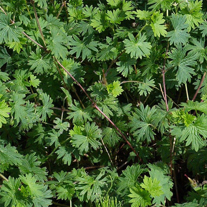 Géranium vivace sanguineum Max Frei (Foliage)