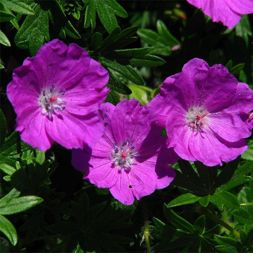 Géranium vivace sanguineum Max Frei (Flowering)