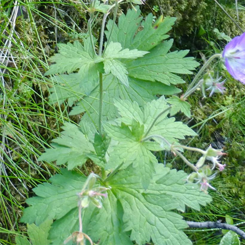 Géranium vivace sylvaticum Birch Lilac (Foliage)