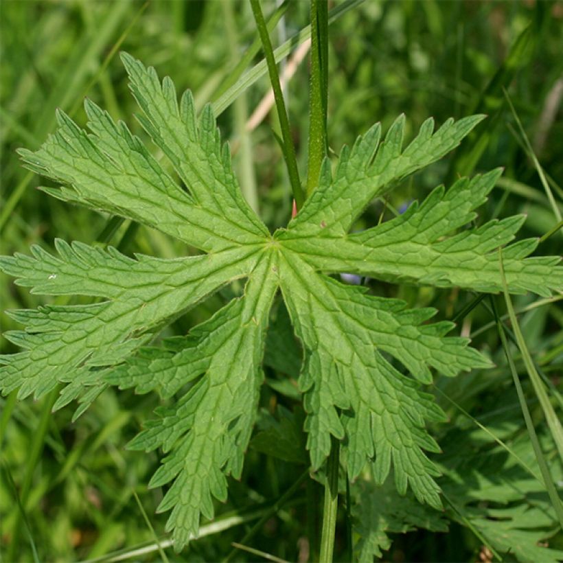 Géranium vivace sylvaticum Bridget Lion (Foliage)