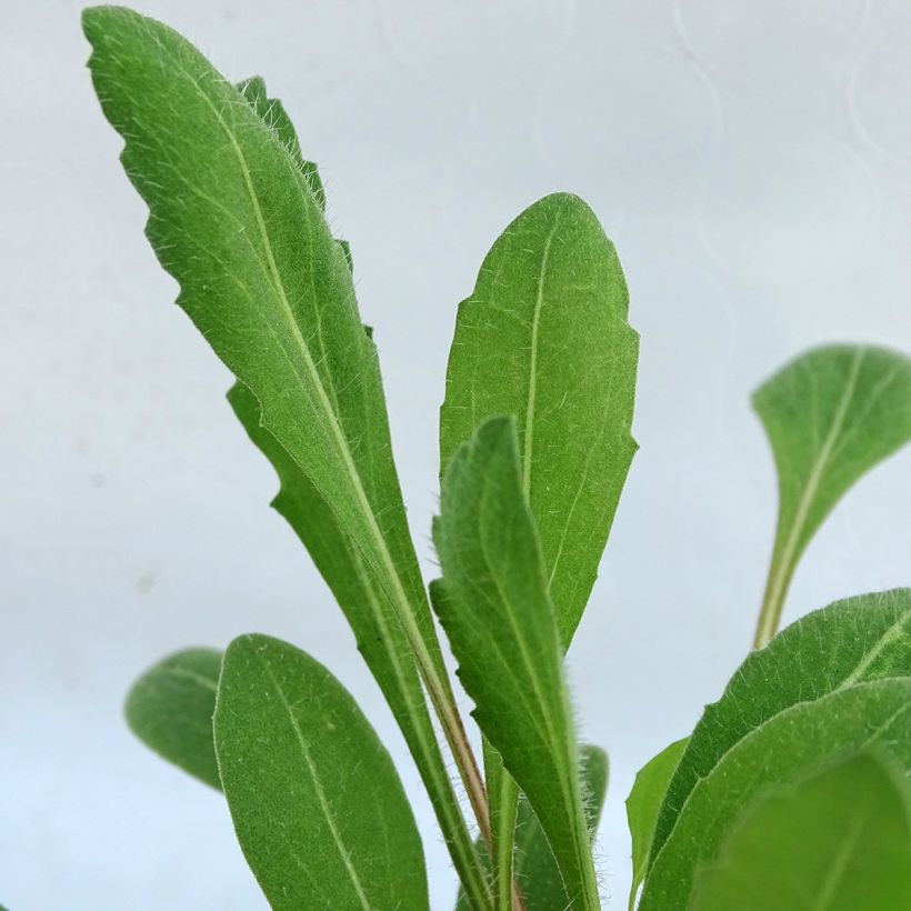 Gaillarde Lutin naine (Foliage)