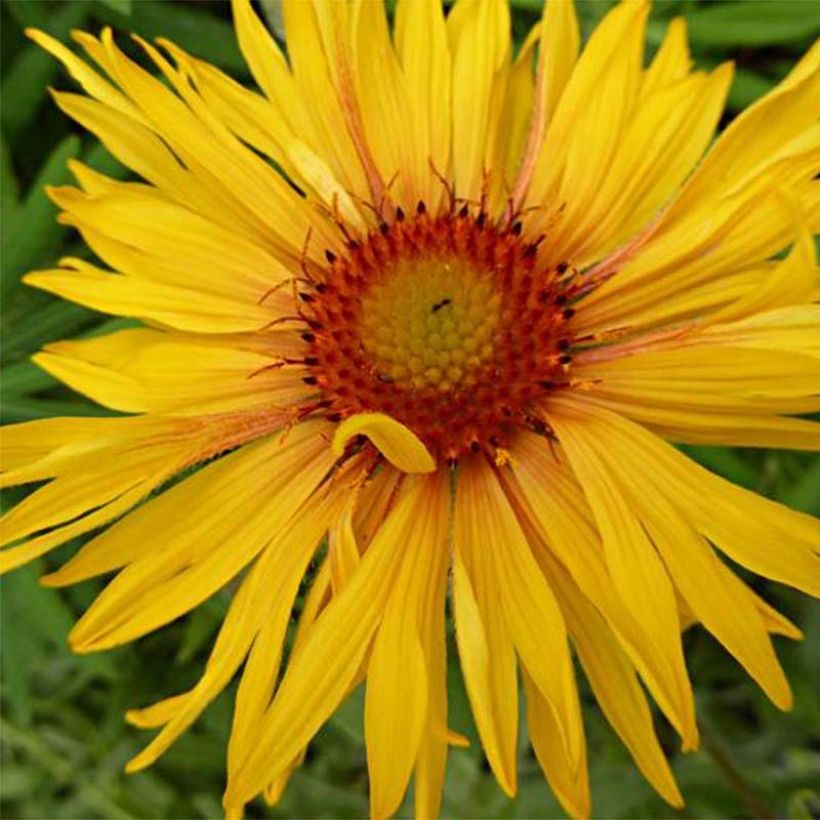 Gaillarde aristata Amber Wheels (Flowering)