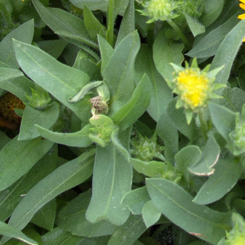 Gaillarde Mesa Yellow (Foliage)