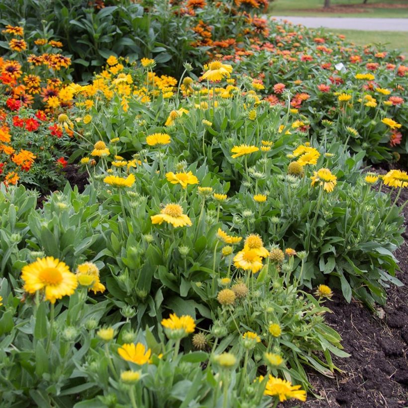 Gaillarde Mesa Yellow (Plant habit)