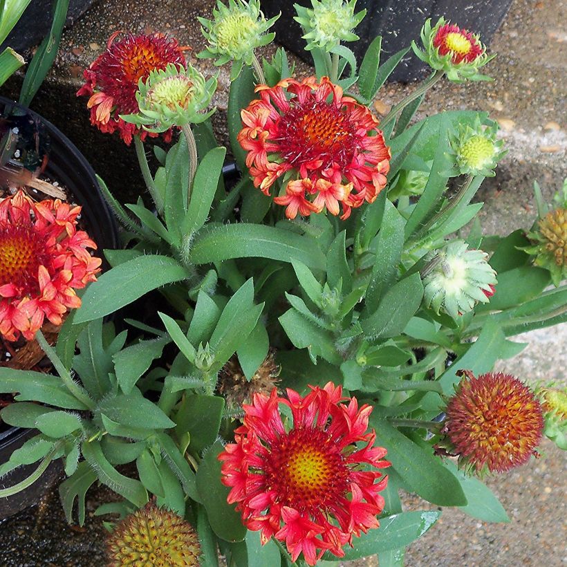 Gaillardia grandiflora Fanfare - Gaillarde rouge et jaune. (Plant habit)