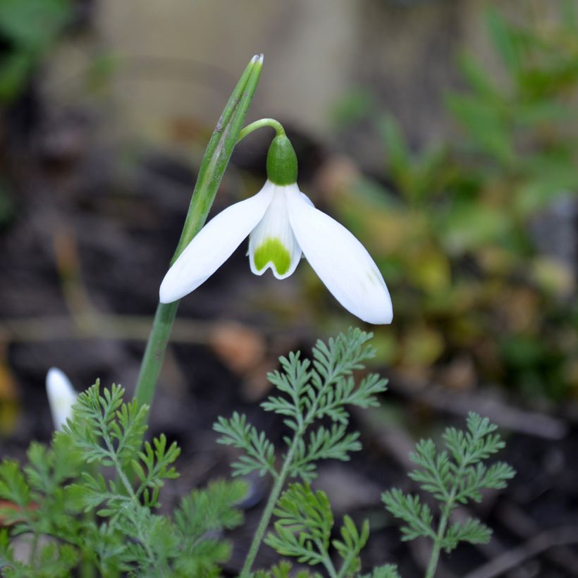 Galanthus reginae-olgae- Perce-neige (Flowering)