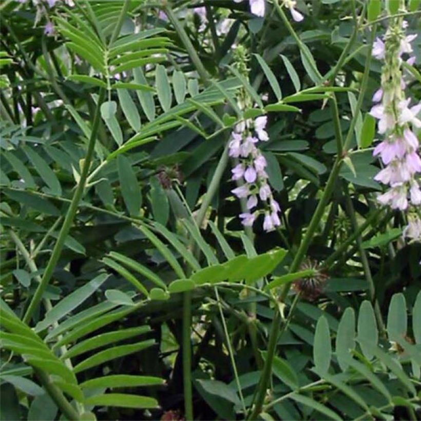 Galega officinalis - Rue des chèvres (Foliage)