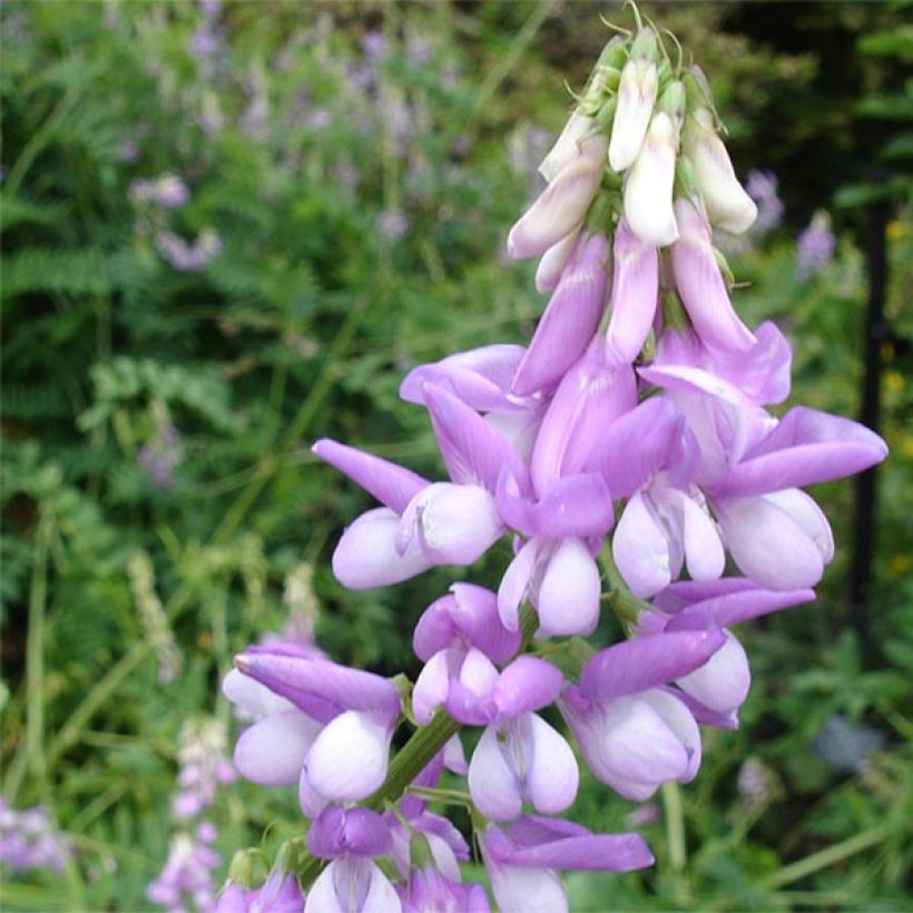 Galega officinalis - Rue des chèvres (Flowering)