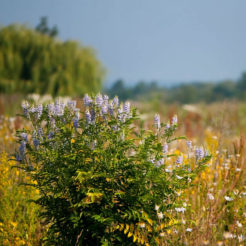 Galega officinalis - Rue des chèvres (Plant habit)
