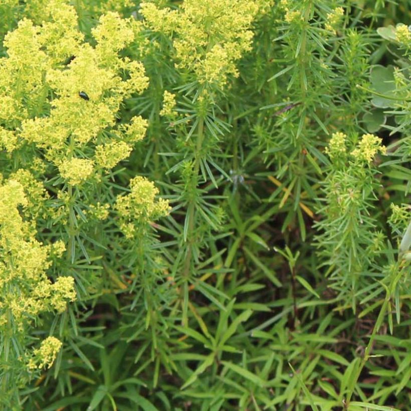 Gallium verum - Caille-lait jaune (Foliage)