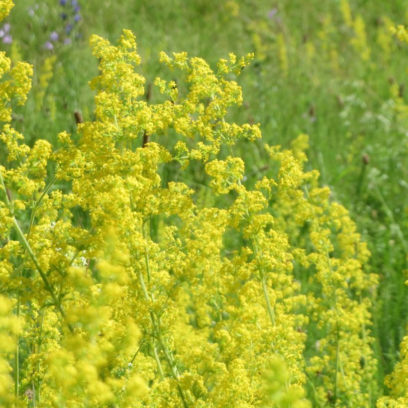 Gallium verum - Caille-lait jaune (Flowering)
