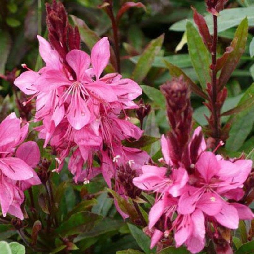 Gaura Crimson Butterfly (Flowering)