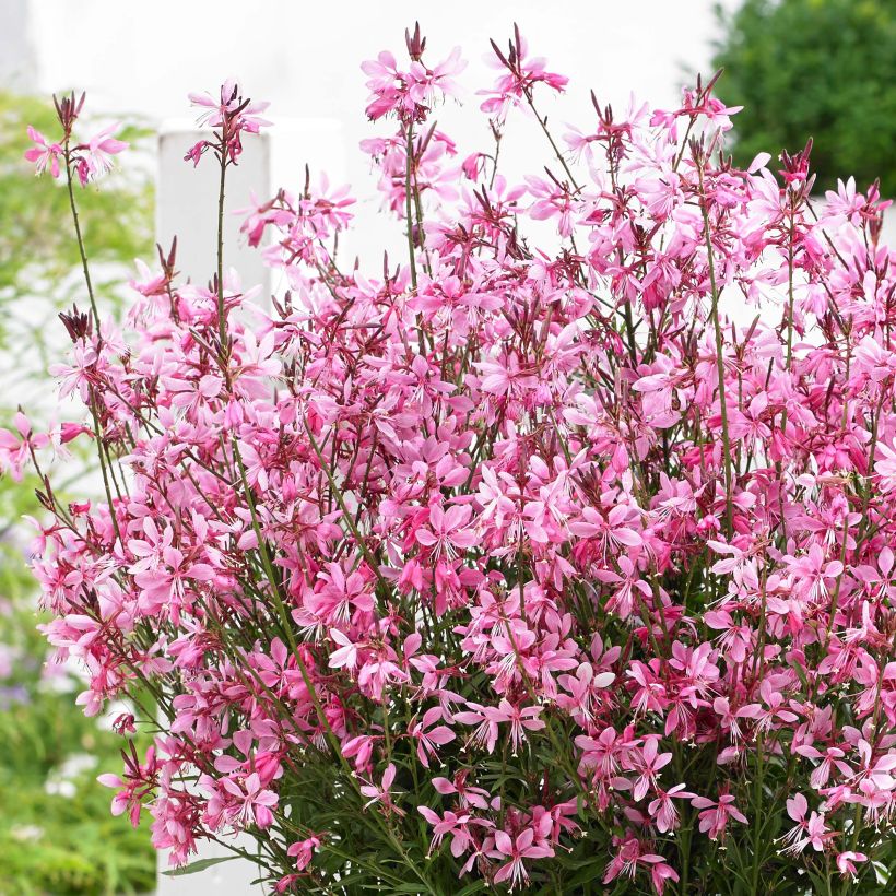 Gaura lindheimeri Baby Butterfly Dark Pink - Gaura de Lindheimer nain (Flowering)