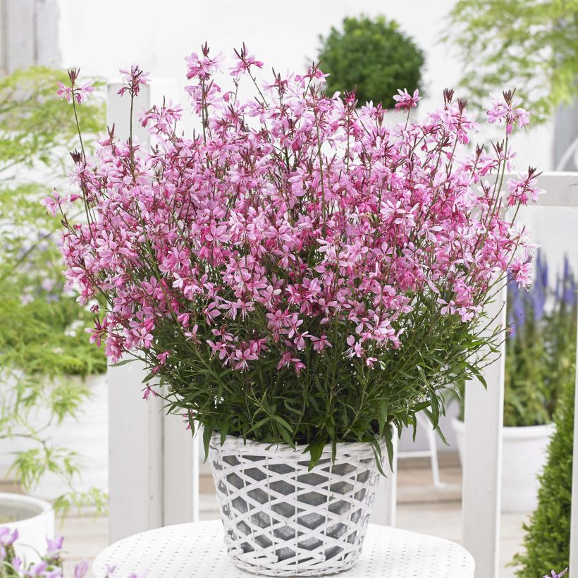 Gaura lindheimeri Baby Butterfly Dark Pink - Gaura de Lindheimer nain (Plant habit)
