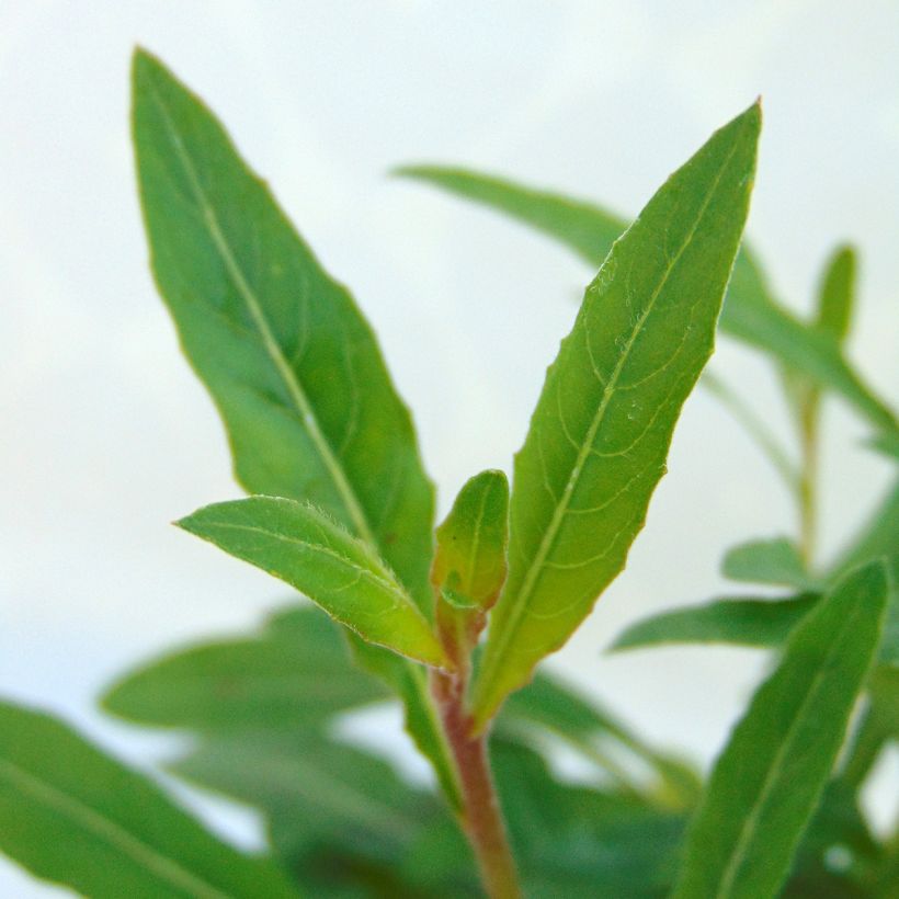Gaura lindheimeri Blanche - Gaura de Lindheimer  (Foliage)