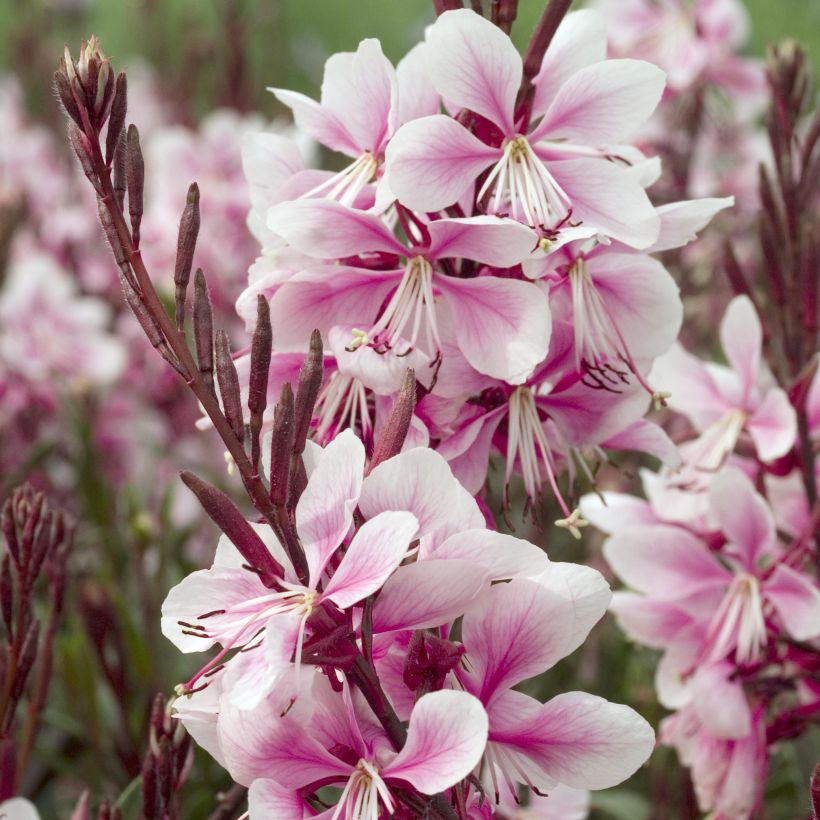 Gaura lindheimeri Cherry Brandy - Gaura de Lindheimer rose vif (Flowering)