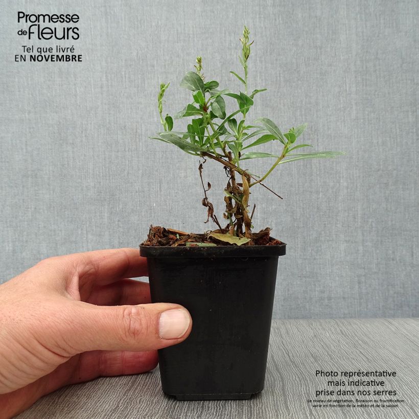 Example of Gaura lindheimeri blanche Snowstorm Godet de 8/9 cm as you get in automne