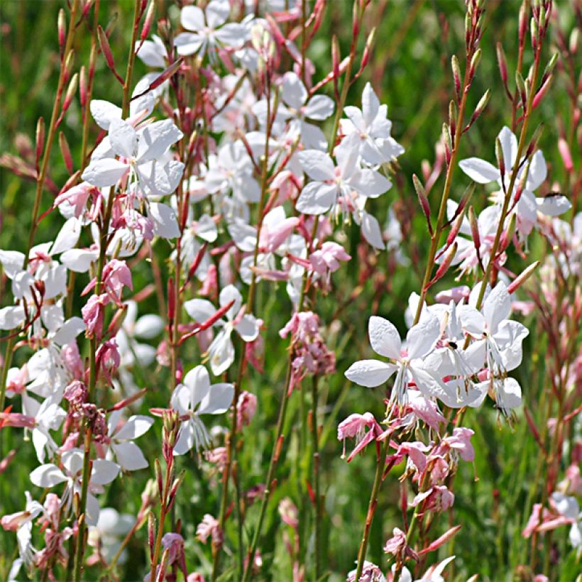 Gaura lindheimeri Elegance - Gaura de Lindheimer rose nacré (Flowering)