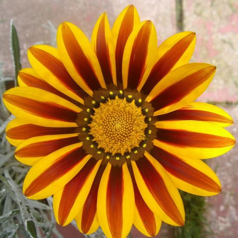 Gazania Big Kiss Yellow Flame  (Flowering)
