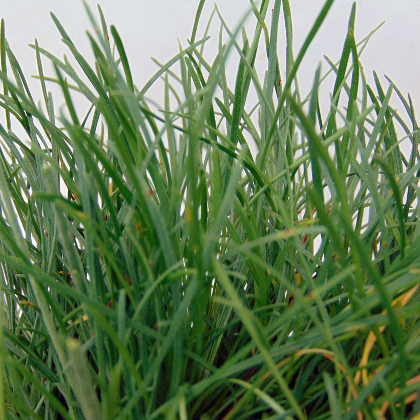 Gazon d'Espagne - Armeria maritima Düsseldorfer Stolz (Foliage)