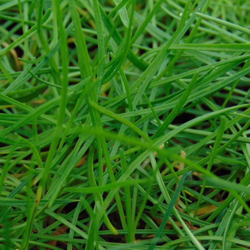 Gazon d'Espagne - Armeria maritima Splendens (Foliage)