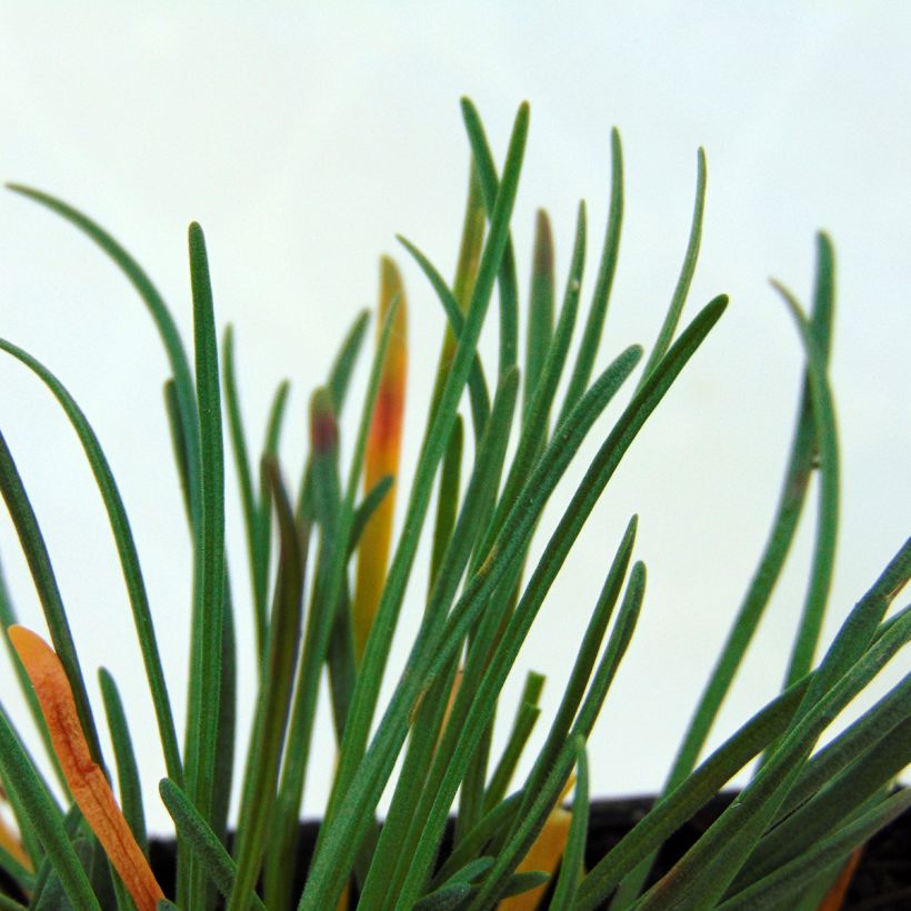 Gazon d'Espagne Vesuvius - Armeria maritima (Foliage)
