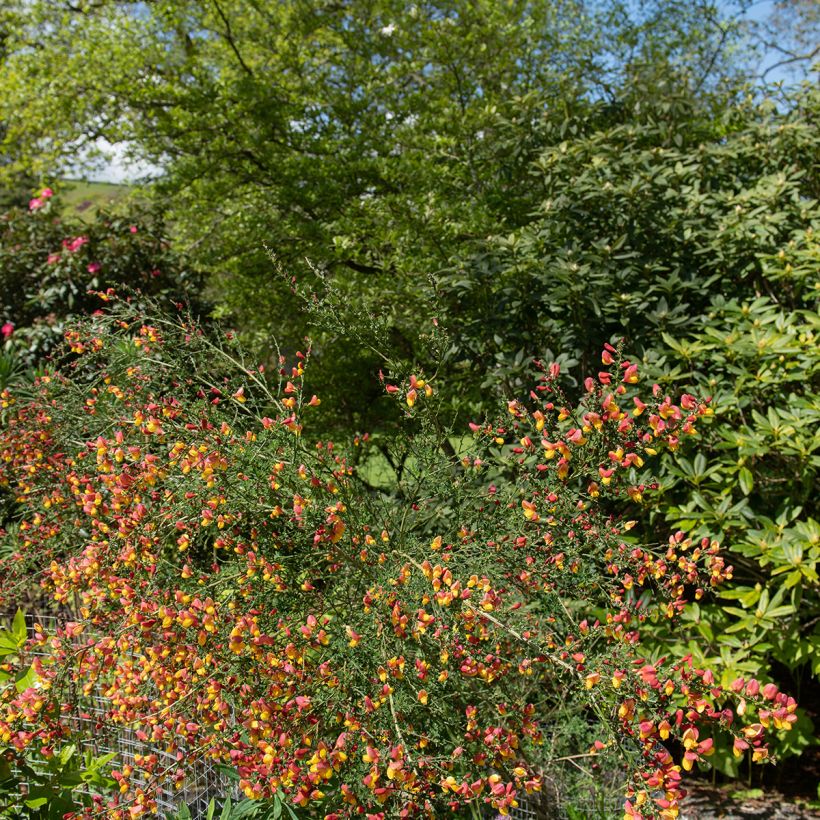 Genêt à balais - Cytisus scoparius La Coquette (Plant habit)
