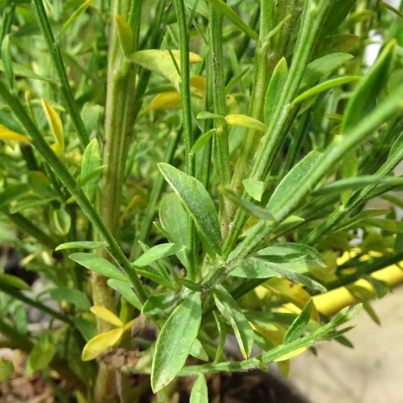 Genêt à balais - Cytisus scoparius Roter Favorit (Foliage)