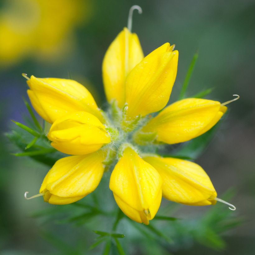 Genêt d'Espagne - Genista hispanica (Flowering)