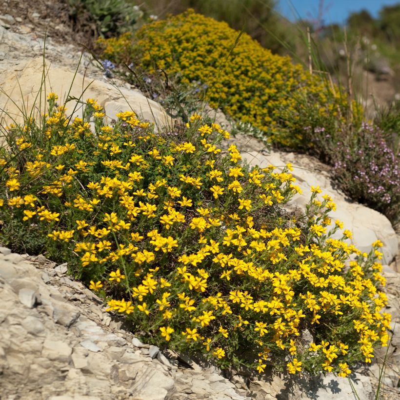Genêt d'Espagne - Genista hispanica (Plant habit)
