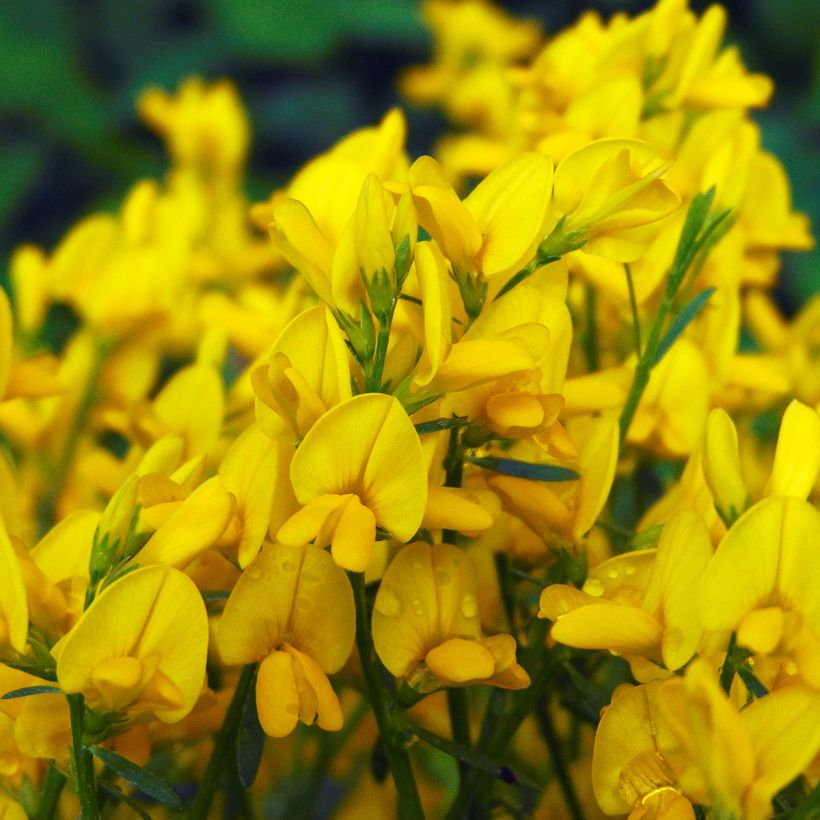 Genêt de Lydie - Genista lydia (Flowering)