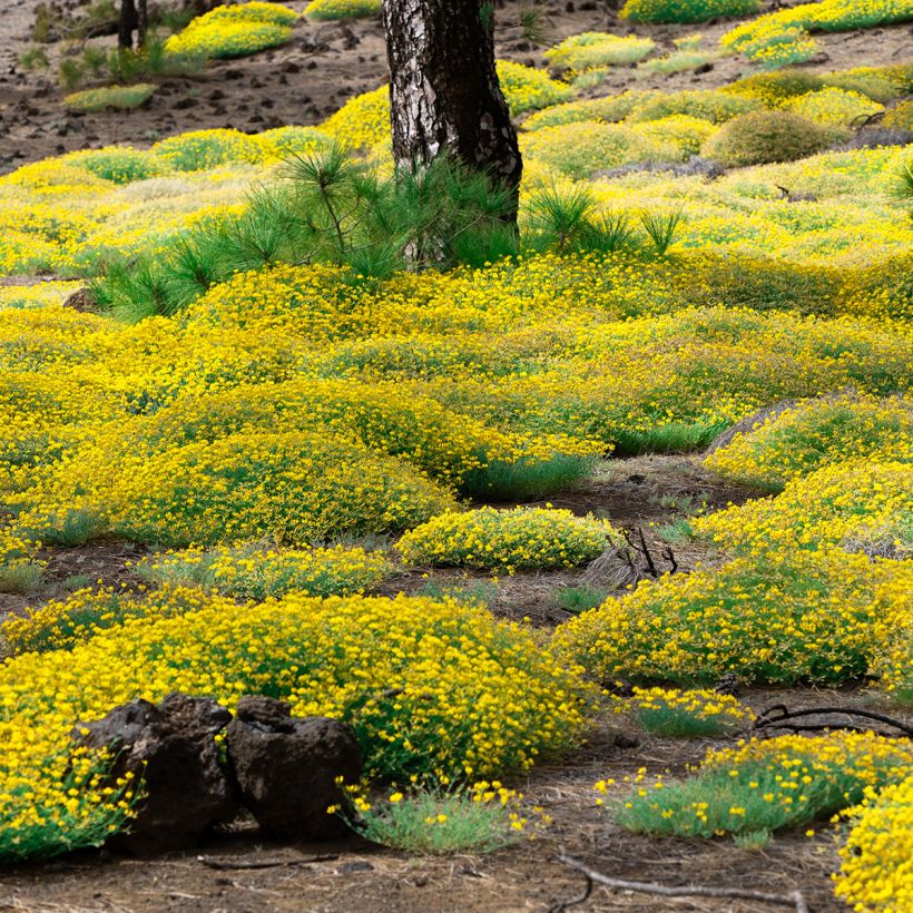Genêt de Lydie - Genista lydia (Plant habit)