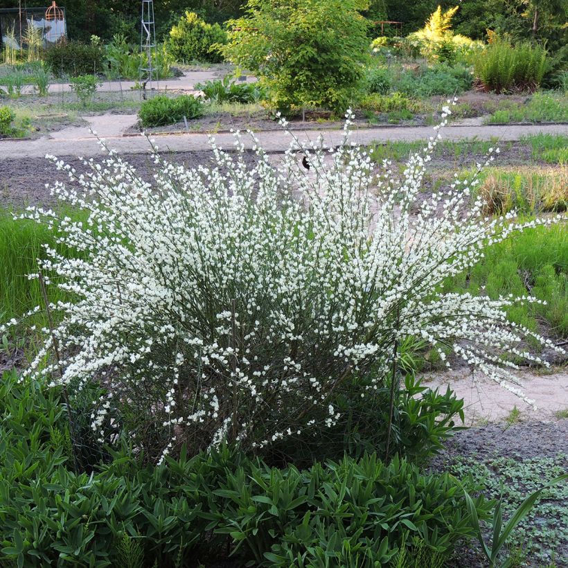 Genêt précoce - Cytisus praecox Albus (Plant habit)
