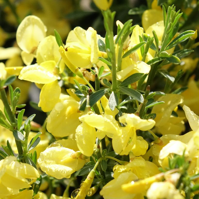 Genêt précoce - Cytisus praecox Allgold (Flowering)