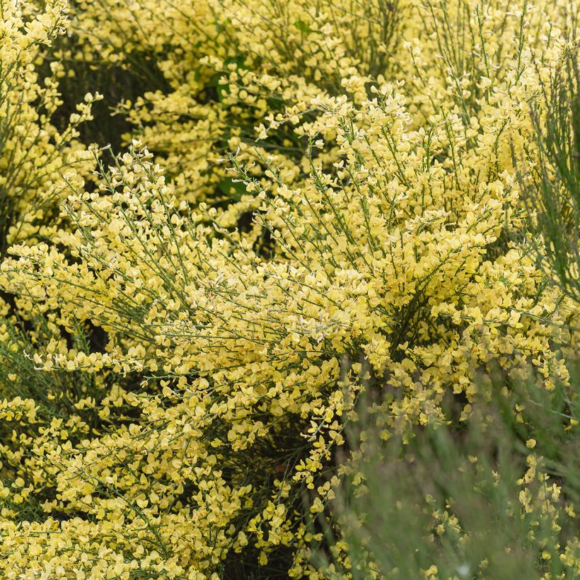Genêt précoce - Cytisus x praecox (Plant habit)