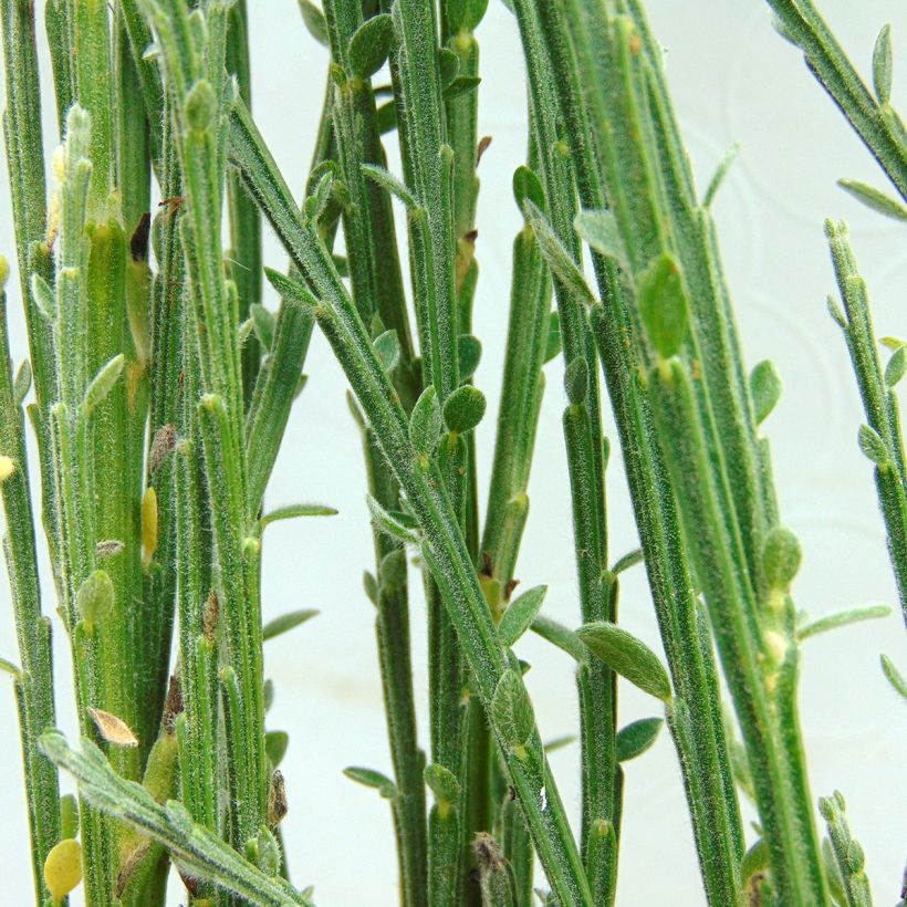Genêt rampant - Cytisus kewensis (Foliage)