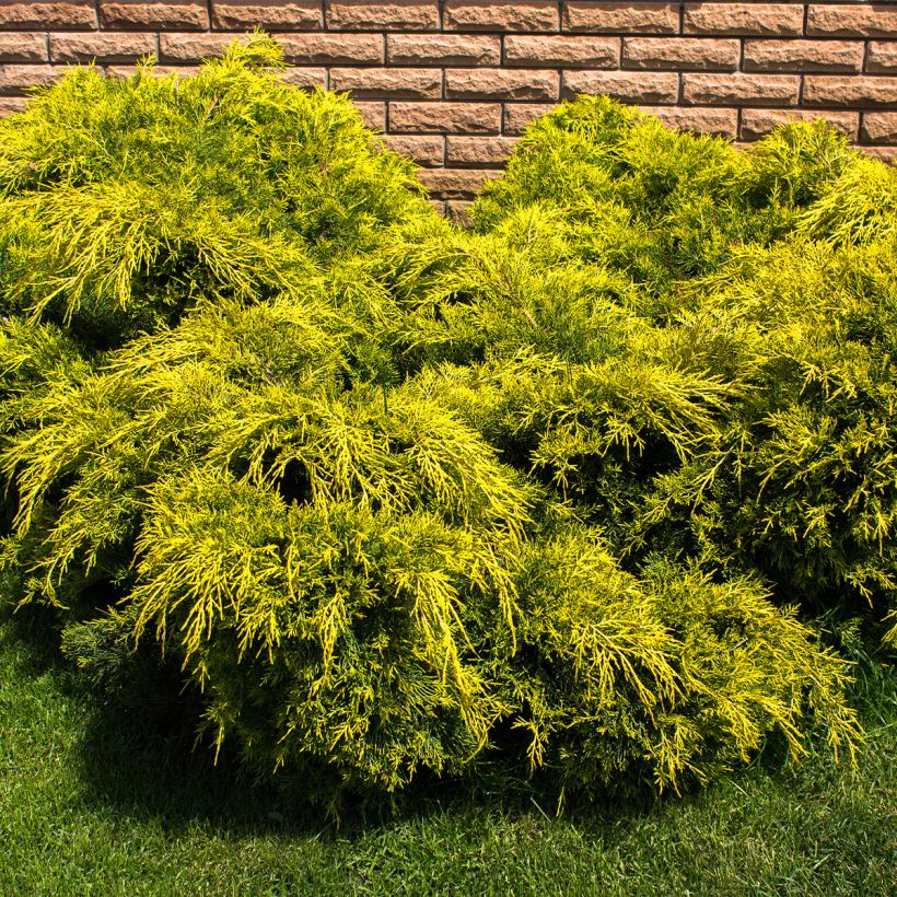 Genévrier - Juniperus pfitzeriana King Of Spring (Plant habit)