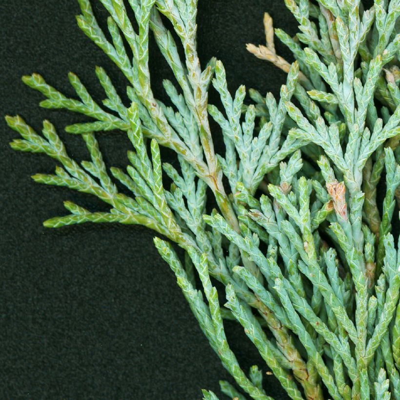 Genévrier - Juniperus scopulorum Wichita Blue (Foliage)