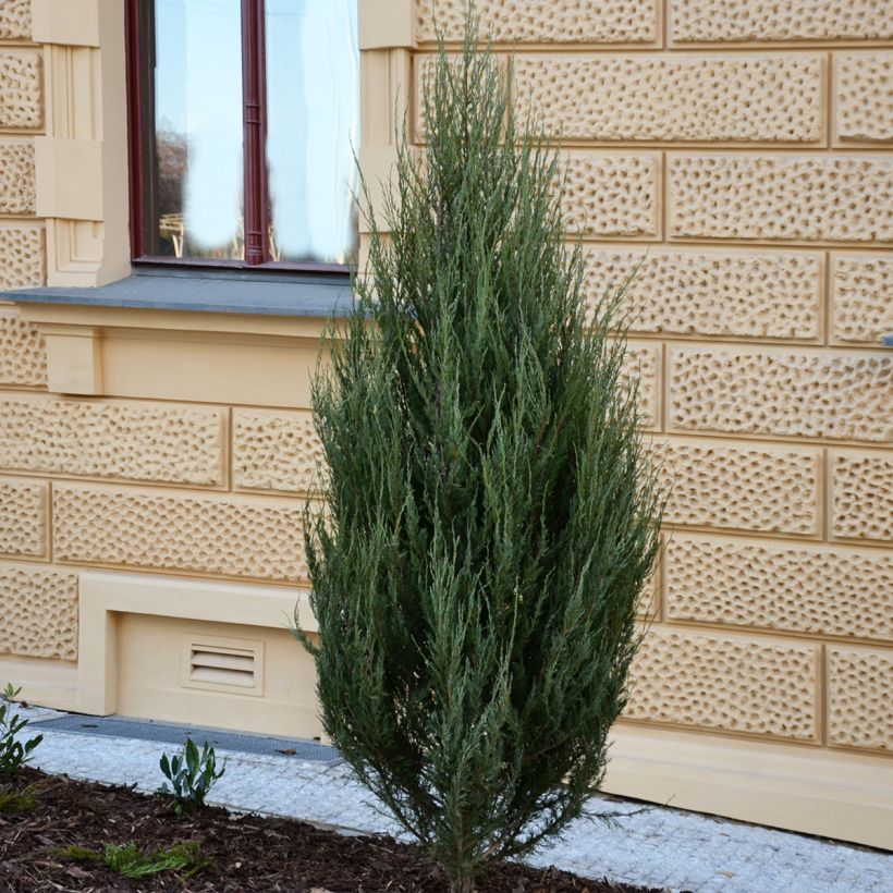 Genévrier - Juniperus scopulorum Wichita Blue (Plant habit)