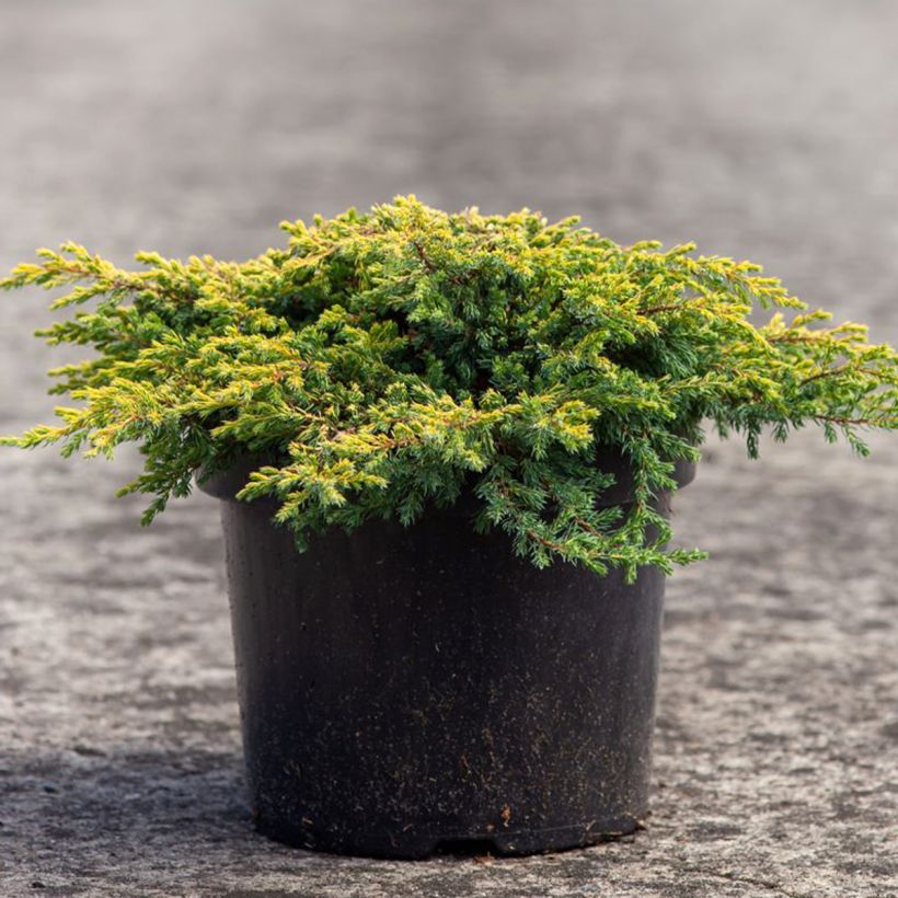 Genévrier commun - Juniperus communis Goldschatz (Plant habit)