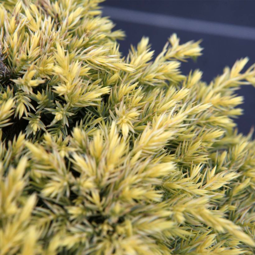 Genévrier écailleux - Juniperus squamata Dream Joy (Foliage)