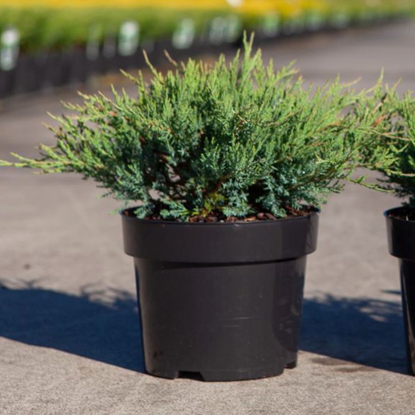 Genévrier horizontal - Juniperus horizontalis Agnieszka (Plant habit)