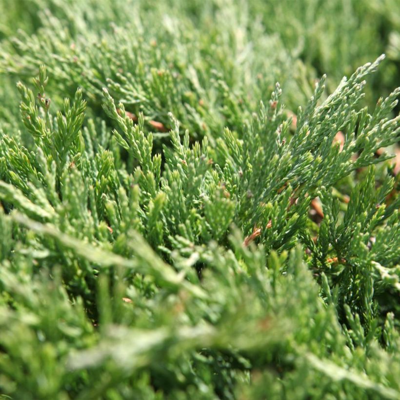 Genévrier horizontal - Juniperus horizontalis Andorra Compact (Foliage)