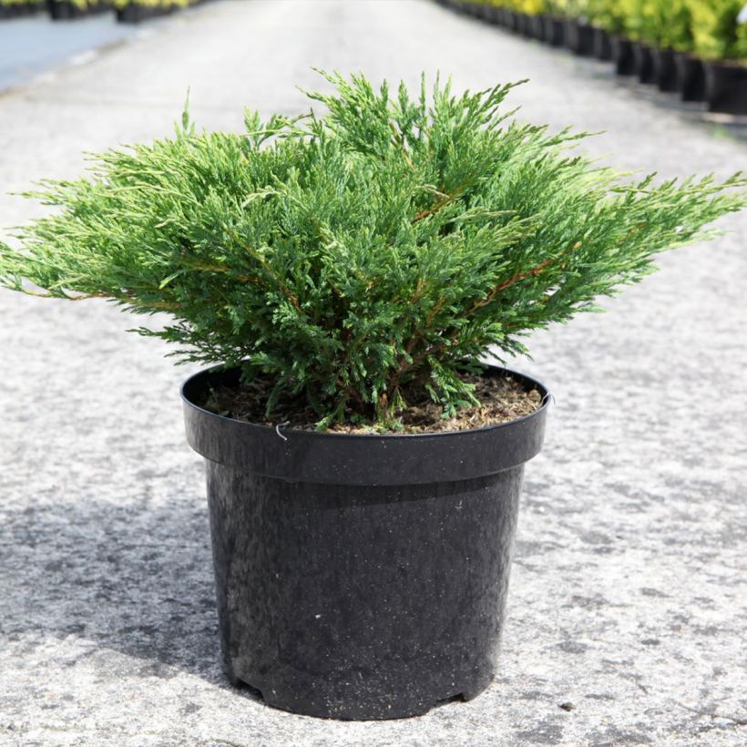 Genévrier horizontal - Juniperus horizontalis Andorra Compact (Plant habit)