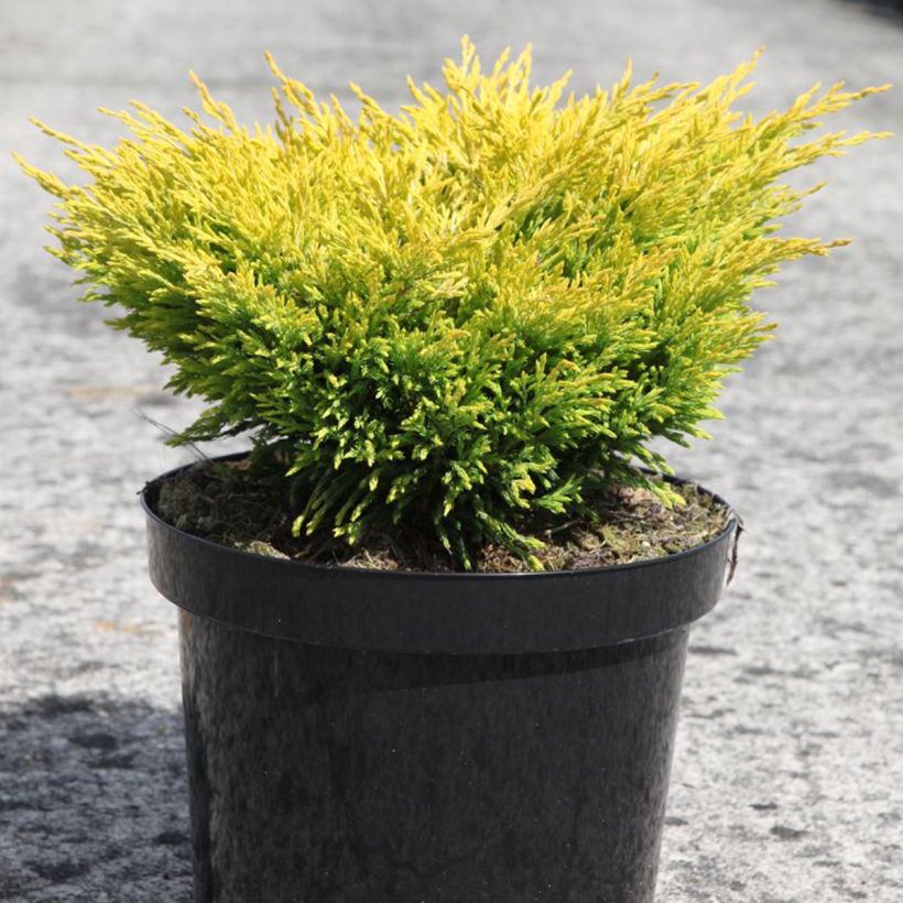 Genévrier horizontal - Juniperus horizontalis Limeglow (Plant habit)