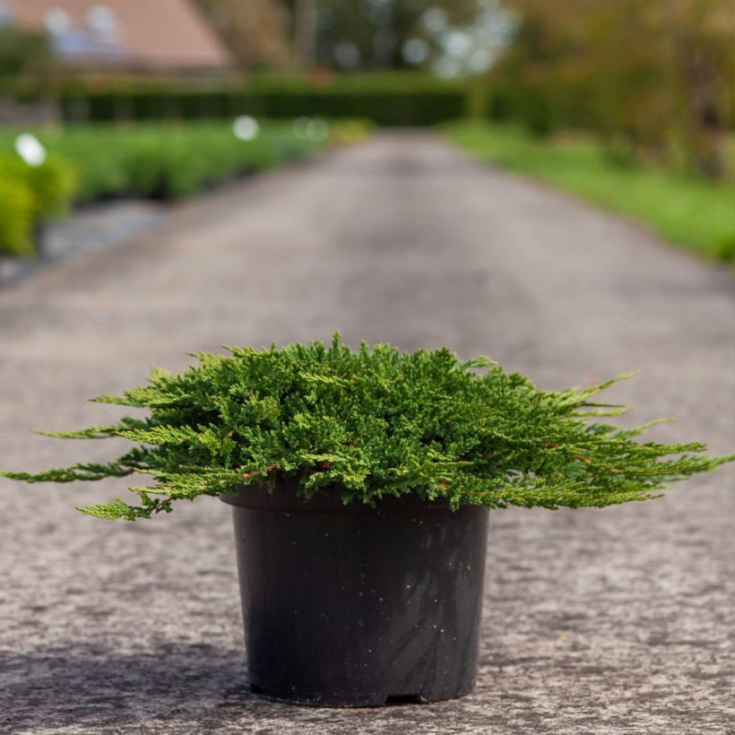 Genévrier horizontal - Juniperus horizontalis Prince Of Wales (Plant habit)