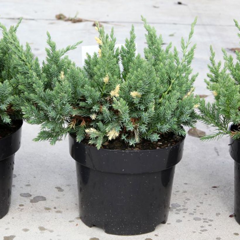 Genévrier rampant - Juniperus chinensis Expansa Variegata (Plant habit)